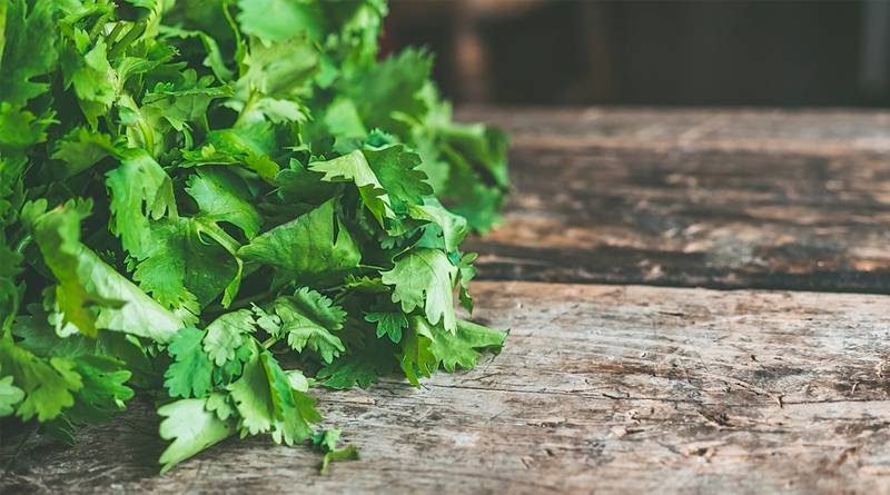 Los Grandes Beneficios Y Propiedades Del Cilantro