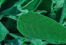 La salvia ayuda a combatir el alzhéimer