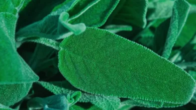 La salvia ayuda a combatir el alzhéimer