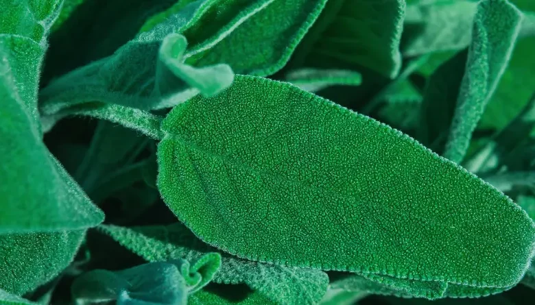 La salvia ayuda a combatir el alzhéimer