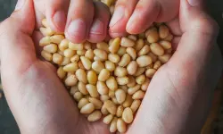 La soja contiene colina, ideal para el cerebro