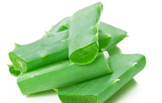 Aloe Vera Planta suculenta