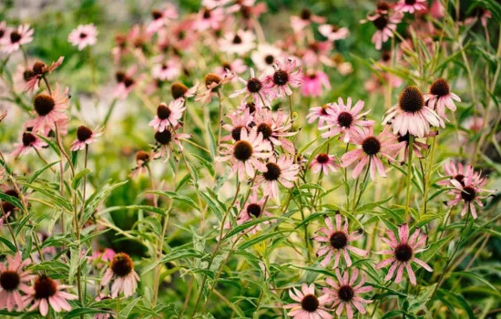 Equinácea Plantas medicinales