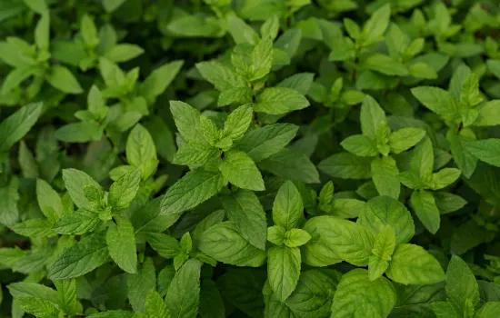 Menta efecto cicatrizante