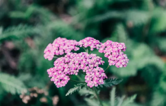 Valeriana ideal para el sueño
